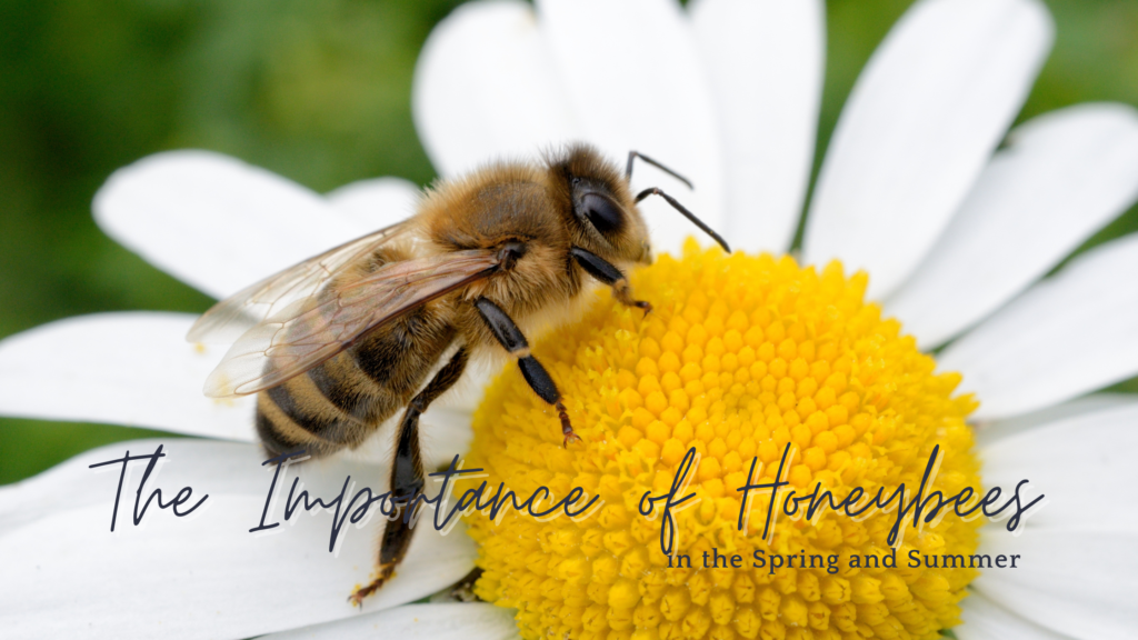 The Importance of Honeybees in the Spring and Summer