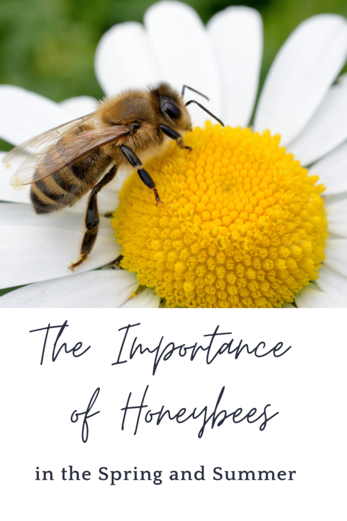The Importance of Honeybees
in the Spring and Summer