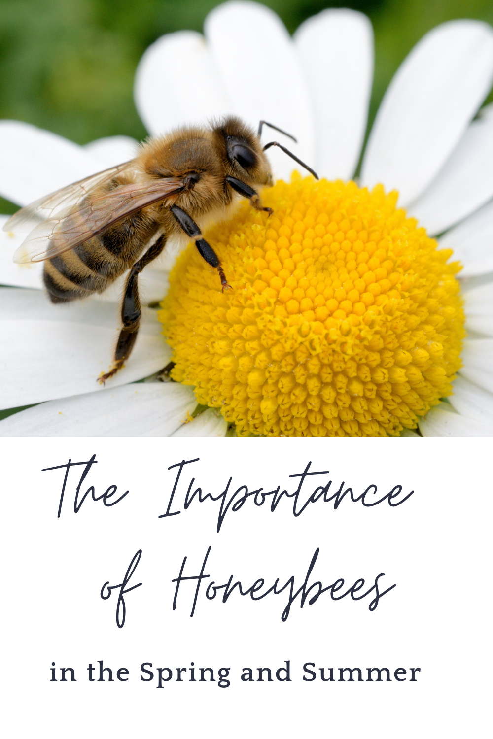 The Importance of Honeybees in the Spring and Summer