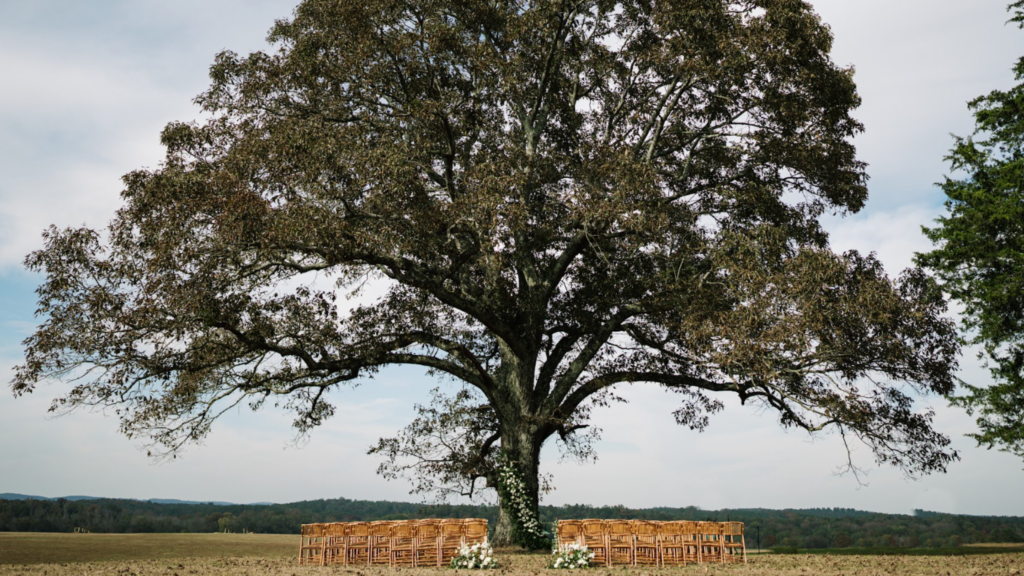 Ceremonies Are Set Under The Oak Tree