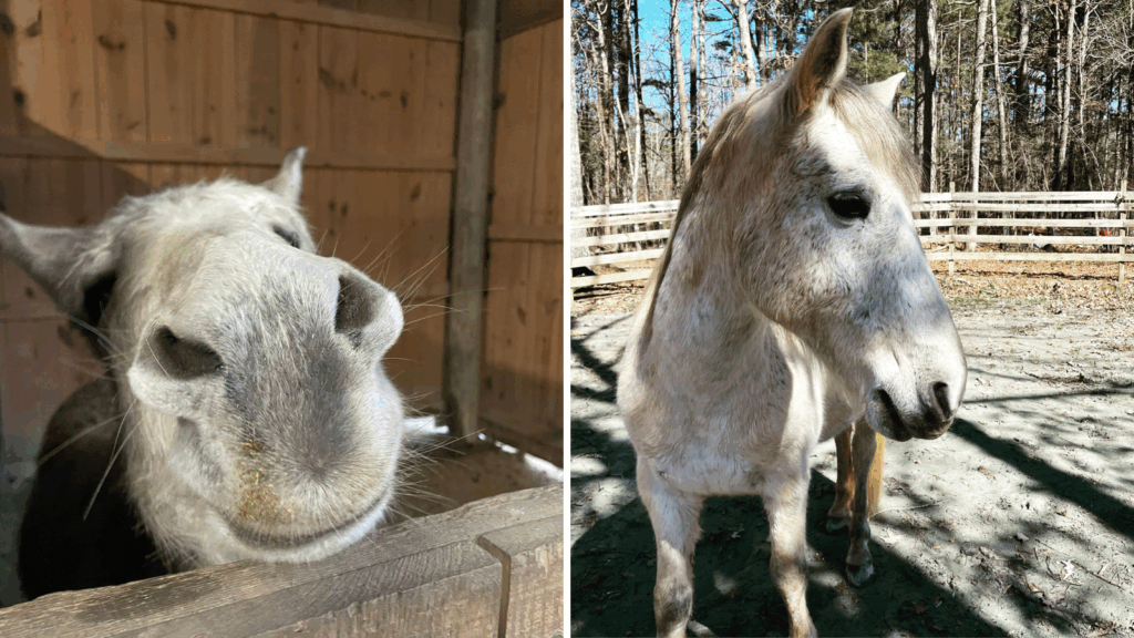 Discover Eloheh Equine, a faith-based ministry in Rome, GA. We offer free equine therapy for women recovering from cancer, using horses to bring harmony and peace.