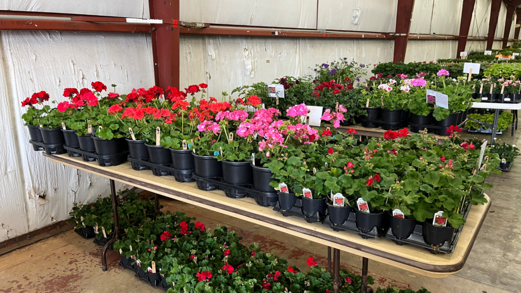 Discovering the Magic of The Chieftains Museum: A Rome Hidden Gem