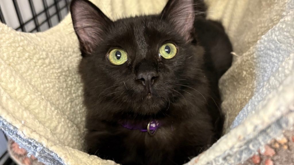 Rome Floyd Humane Society Kitty looking for a home