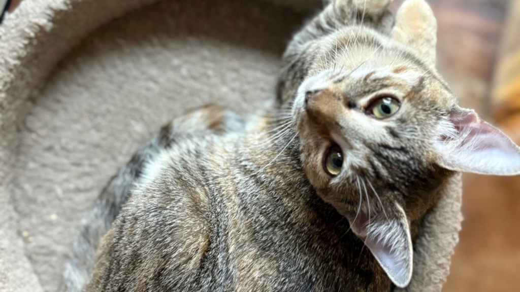 Rome Floyd Humane Society Kitty looking for a home
