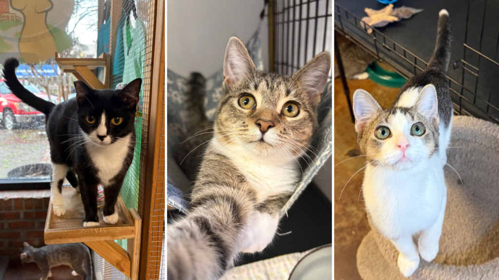 Small Footprint, Big Hearts: How the Rome Floyd Humane Society is Saving Lives